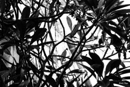 Noya Keren. Leaves ( 45x30 см / 2017 г. )