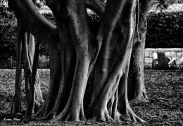 Noya Keren. Wooden hands ( 45x30 см / 2016 г. )